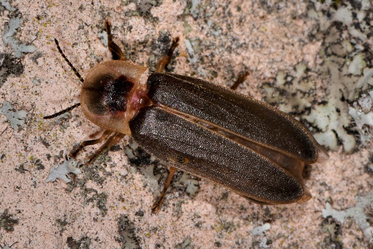 Lampyridae: Lampyris sp?  S, Lampyris fuscata